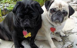 Awesome Pugs