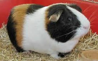 guinea pig page