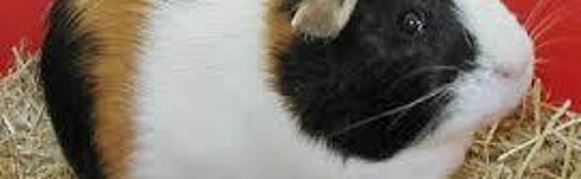 guinea pig page