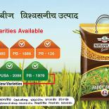 Nirankari Seeds-Best online seed stores in India