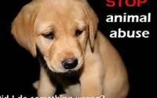 Animal Abuse Needs To STOP!!