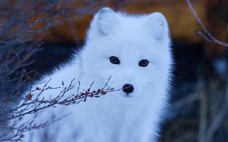 I'm a White Fox!