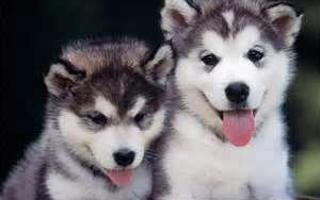 Husky Lovers!