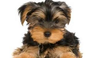 Yorkies are Amazing!