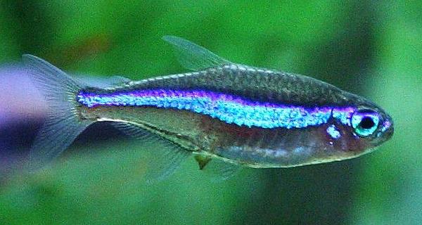 <c:out value='very smol (green neon tetra)'/>