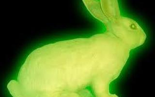 Rabbits deserve to glow in the dark...