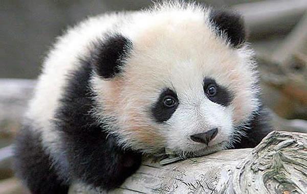 <c:out value='Here is a random pic of a cute panda bear!!'/>