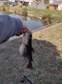this preggo catfish jóie's dad caught