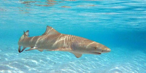 <c:out value='i wonder if she's sour (lemon shark)'/>