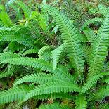 Native Plants Brisbane