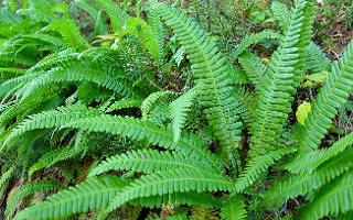 Native Plants Brisbane