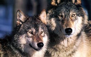 wolf lovers