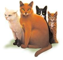 Warrior Cats Page Roleplay's Photo