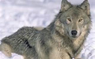 Help save the grey wolves!