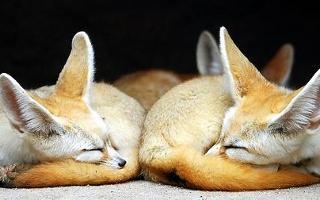 Fox RP Page