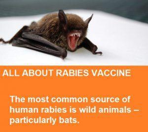 <c:out value='don't get the vaccine!! it makes it so you cant get rabies!!'/>