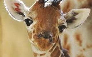 the giraffe page!