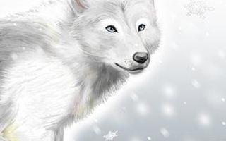 Wolf Rp (1)