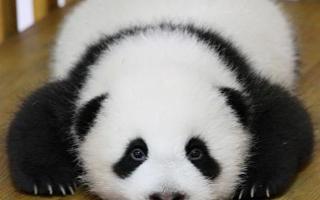 panda fan page