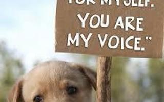 animal abuse stops only if you stop it