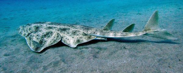 <c:out value='flat sharko (angel shark)'/>