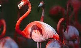 Do you like flamingos?