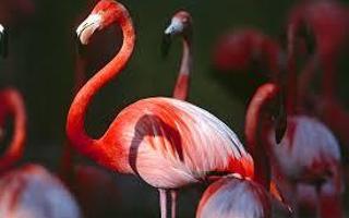 Do you like flamingos?