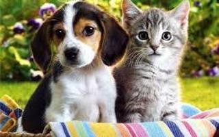 The Ultimate Question: Which is better? Cats or Dogs?!?!