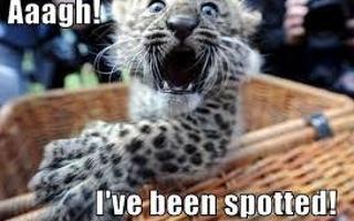 Funny?Leopard?