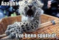 Funny?Leopard?