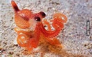 Do You Like Octopuses?