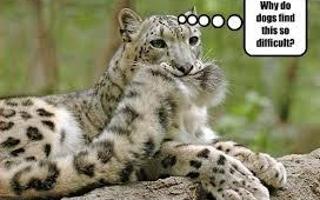 Funny? Leopard? (5)