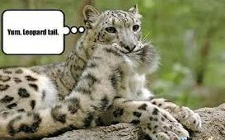 Funny? Leopard? (1)