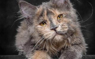 How cute are Maine Coon's?