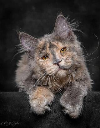 How cute are Maine Coon's?