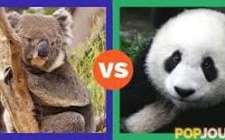 Panda vs koala ! Bear bro.s !