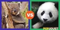 Panda vs koala ! Bear bro.s !