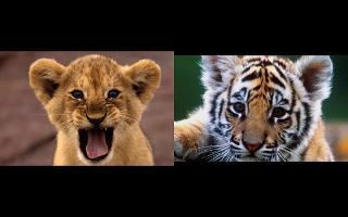 Which Animal is cuter?