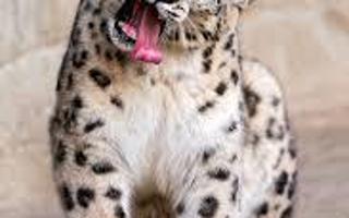 Funny leopard?