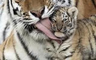 Do you like tigers?