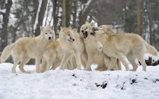 How long do you think you can survive As a wolf in A very hungry pack?