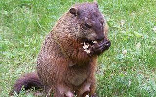 How Much Do You Think A Wood Chuck Could Chuck Wood?