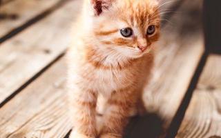 What cat is the cutest?