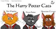 Harry Potter or Warrior Cat?