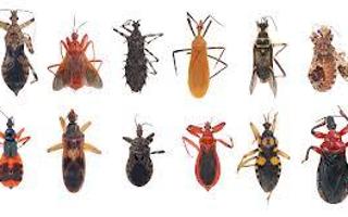 Guess what? An average human accidentally eats 5 pounds of bugs each year!!!