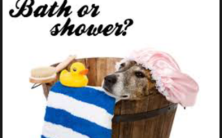 Bath or Shower?