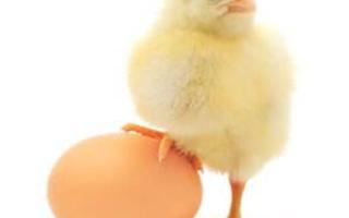 This might be weird but, Which came first, the chicken or the egg?