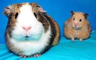 guinea pigs or hamsters?