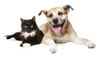 Which is better, dogs or cats?