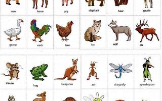 What Is Your Favorite Animal? (5)